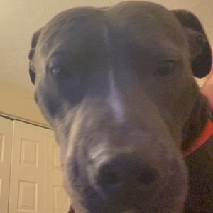 Meet your Posher, Mason